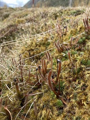 Drosera arcturi