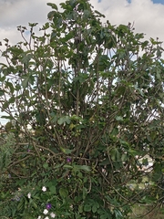 Ficus carica