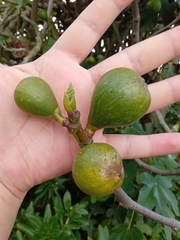 Ficus carica