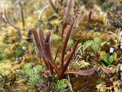Drosera arcturi