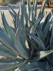 Agave deserti