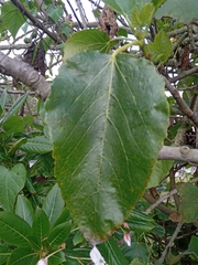 Ficus carica
