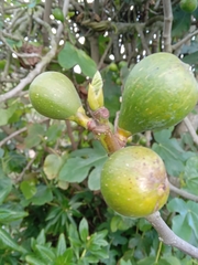 Ficus carica