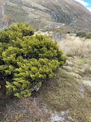 Halocarpus biformis