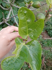 Ficus carica