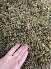 Lepidothamnus laxifolius