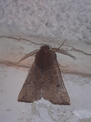 Dasycorsa modesta