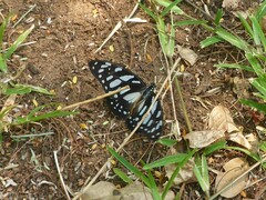 Graphium leonidas leonidas