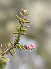 Lepidothamnus laxifolius