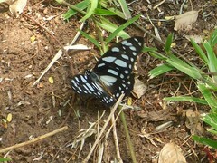 Graphium leonidas leonidas
