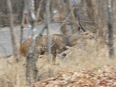Tragelaphus sylvaticus
