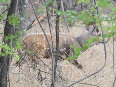 Tragelaphus sylvaticus