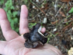 Entoloma ferruginans