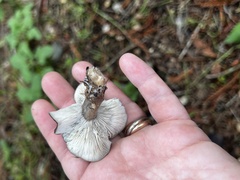Entoloma ferruginans