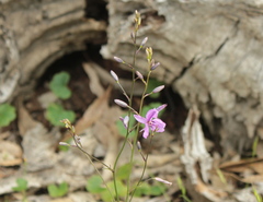Arthropodium strictum