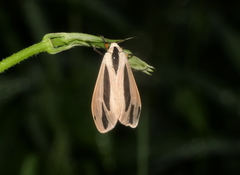 Creatonotos fasciatus pljustshi