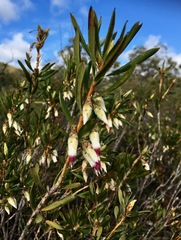 Conostephium pendulum