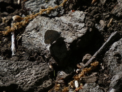 Celastrina