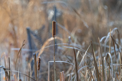 Typha angustifolia