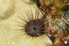 Echinostrephus
