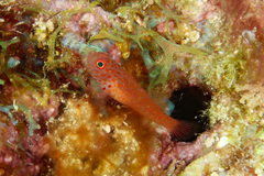 Trimma macrophthalmus