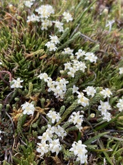 Kelleria dieffenbachii