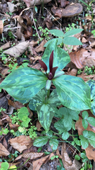 Trillium maculatum
