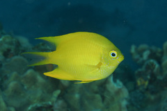 Amblyglyphidodon aureus