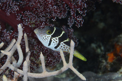 Paraluteres prionurus