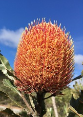 Banksia prionotes