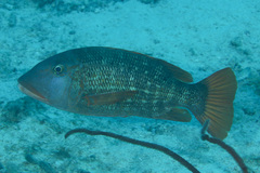 Lethrinus erythracanthus