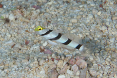 Stonogobiops xanthorhinicus