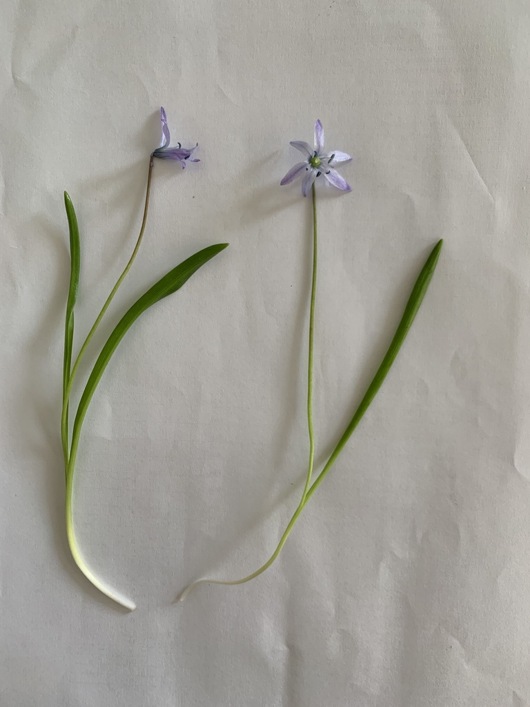 Scilla kurdistanica