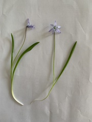 Scilla kurdistanica