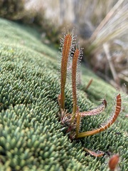 Drosera arcturi