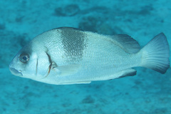 Plectorhinchus gibbosus