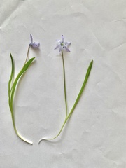Scilla kurdistanica