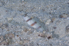 Amblyeleotris steinitzi