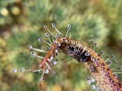 Drosera arcturi