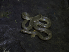 Hydromorphus concolor