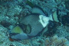 Balistoides viridescens