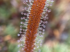 Drosera arcturi