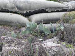 Opuntia anahuacensis