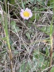 Erigeron procumbens