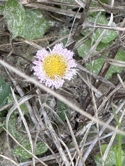 Erigeron procumbens