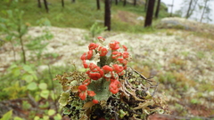 Cladonia pleurota