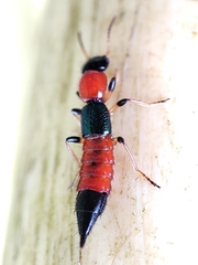 Paederus littoralis