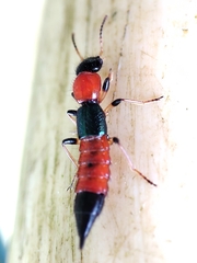 Paederus littoralis