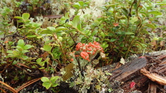 Cladonia pleurota