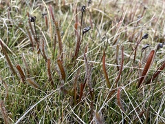 Drosera arcturi